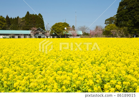 Rape blossoms in full bloom Urban Agricultural Center Rape blossoms in full bloom Urban Agricultural Center 86189015