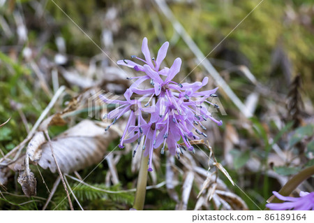 Shojo Bakama Shojo Bakama 86189164