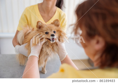 Woman veterinarian inspecting dog in animal hospital Woman veterinarian inspecting dog in animal hospital 86189483