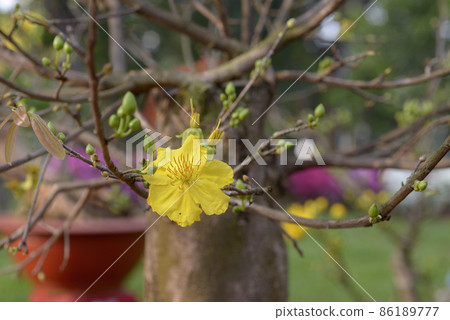 Natural photo: Apricot blossom is commonly cultivated Natural photo: Apricot blossom is commonly cultivated 86189777