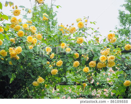 Karuizawa Lake Garden Rose 86189888