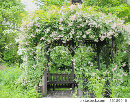 Karuizawa Lake Garden Rose 86189946