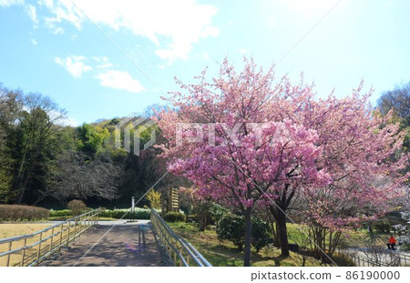 A calm walking path in spring when cherry blossoms bloom A calm walking path in spring when cherry blossoms bloom 86190000