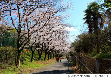 A calm walking path in spring when cherry blossoms bloom A calm walking path in spring when cherry blossoms bloom 86190001
