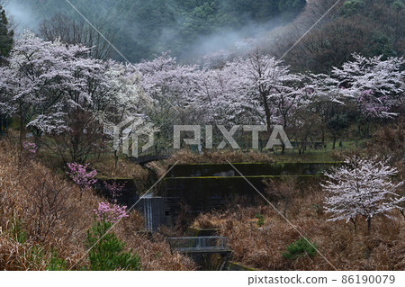 貝爾卡薩卡公園的櫻花 86190079