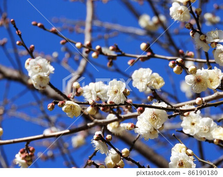 Plum blossom  86190180