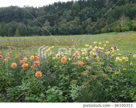 Dahlia and verbena flower fields (September) 86190353