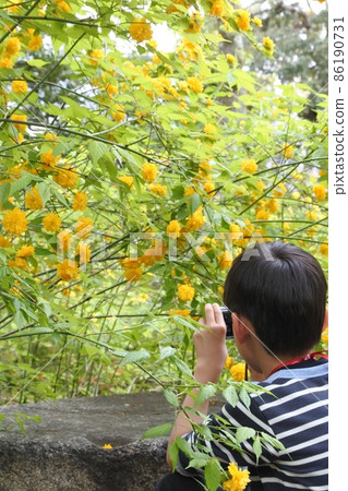 Back view of a child taking a picture of Yamabuki in full bloom Back view of a child taking a picture of Yamabuki in full bloom 86190731