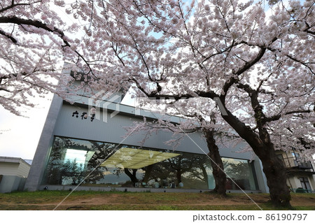 北海道函館市五棱郭公園的櫻花和六花亭 北海道函館市五棱郭公園的櫻花和六花亭 86190797