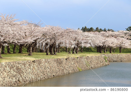 北海道函館五棱郭櫻花盛開 北海道函館五棱郭櫻花盛開 86190800