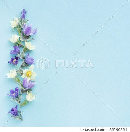 Festive spring flat composition of various spring flowers, snowdrop lumbago crocus. Pastel blue background copy space Festive spring flat composition of various spring flowers, snowdrop lumbago crocus. Pastel blue background copy space 86190864