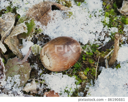 剩餘的雪和橡子 剩餘的雪和橡子 86190881