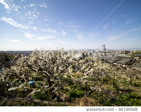 開花在小山和都市風景的白李子 開花在小山和都市風景的白李子 86190886