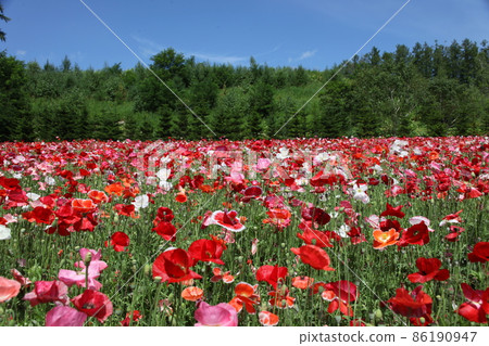 花田_富良野 86190947