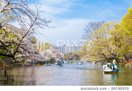 Kichijoji Inokashira Park in full bloom 86190950