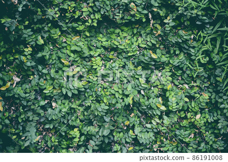 Natural green plant wall or small leaf green leaves texture background Natural green plant wall or small leaf green leaves texture background 86191008
