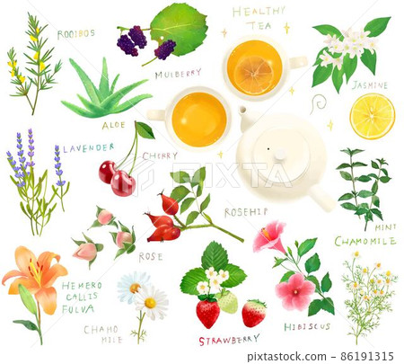健康皮膚藥用植物、草藥和漿果集矢量圖解材料 86191315
