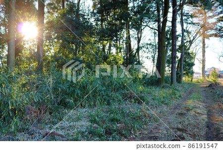 During a winter walk, a landscape passing through a grass road beside the forest 86191547