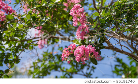 吸食紫薇花花蜜的蜜蜂。 86191740