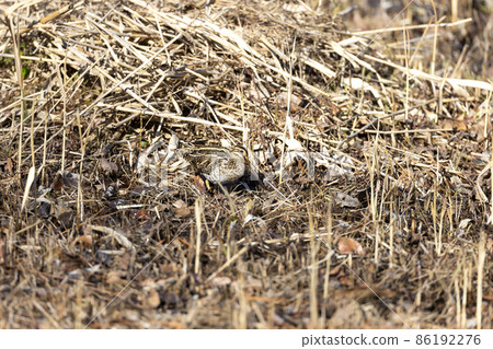 扇尾沙錐 86192276