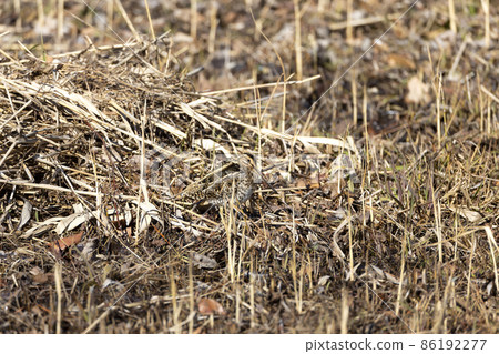 扇尾沙錐 扇尾沙錐 86192277