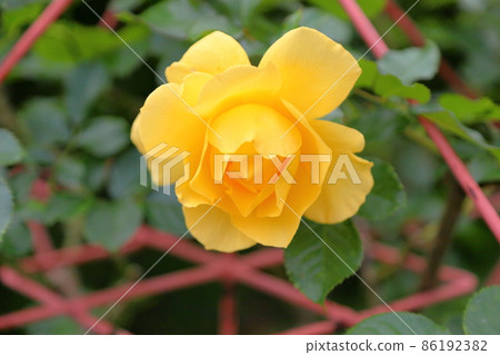 Rose flower Sanfrea Rose flower Sanfrea 86192382