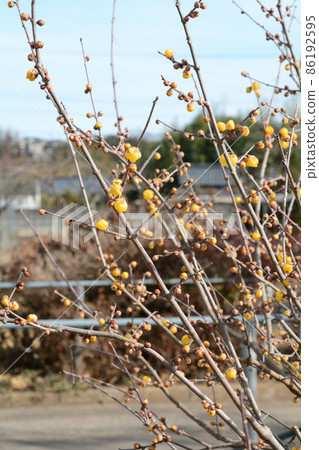 黃色的日本五香粉花在寒冷中綻放 86192595