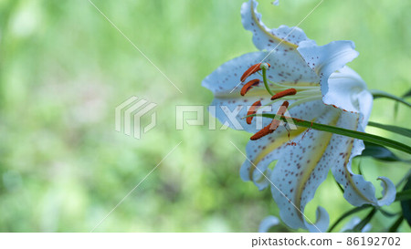 Golden-rayed lily flowers blooming in Japanese forests Golden-rayed lily flowers blooming in Japanese forests 86192702