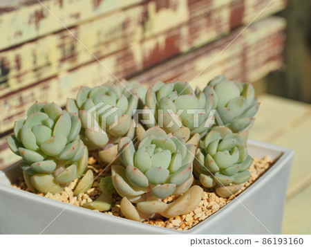 多肉植物 月光花 86193160