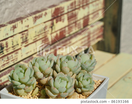 多肉植物 月光花 多肉植物 月光花 86193166