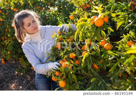Portrait of cheerful female worker picking mandarins in basket on farm Portrait of cheerful female worker picking mandarins in basket on farm 86193194
