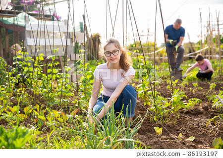 Teenage girl working in garden with family 86193197