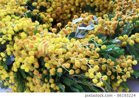 Mimosa 86193224