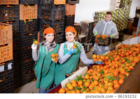 Group of male and female warehouse workers sorting ripe mandarins in fruit warehouse 86193232