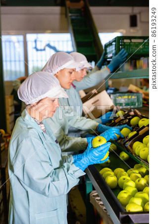 Young women sorting apples to crates and checking quality at on apples factory Young women sorting apples to crates and checking quality at on apples factory 86193249