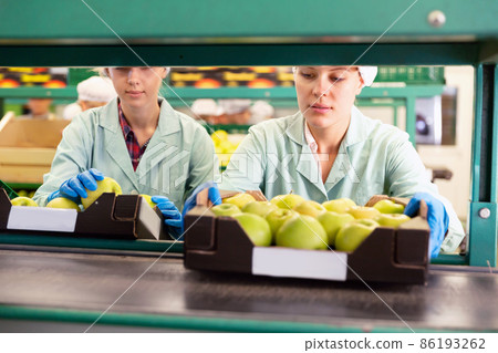 Focused women working on fruit sorting line at warehouse, checking quality of apples Focused women working on fruit sorting line at warehouse, checking quality of apples 86193262