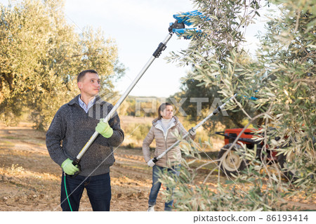 Man gathering harvest in olive grove 86193414