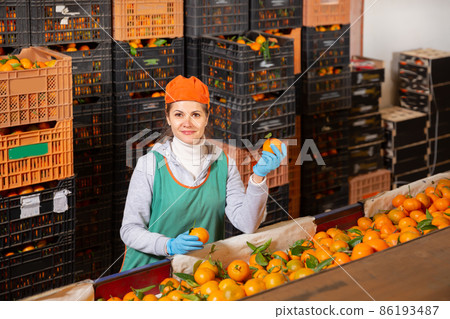 Glad woman in uniform sorts tangerines 86193487