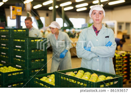 female worker standing near boxes of fresh ripe apples female worker standing near boxes of fresh ripe apples 86193657