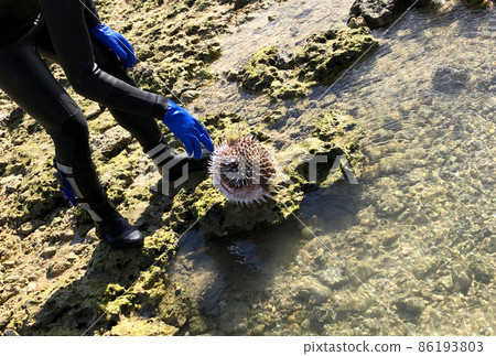 Porcupinefish in Okinawa Porcupinefish in Okinawa 86193803
