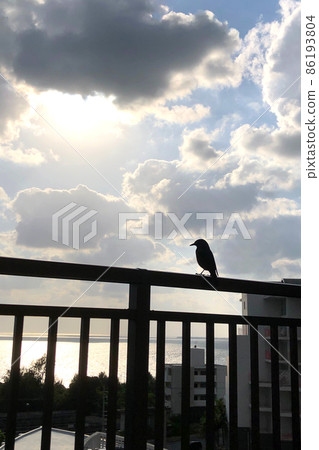 Birds overlooking the sea on the railing of the terrace Birds overlooking the sea on the railing of the terrace 86193804