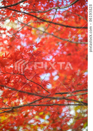 抬頭看著紅色的秋葉 86193828