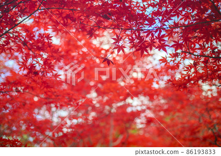 抬頭看著紅色的秋葉 86193833