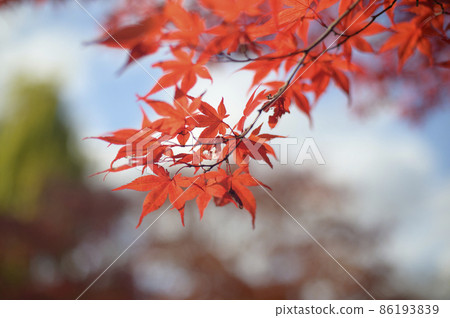 抬頭看著紅色的秋葉 86193839