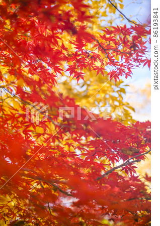 仰望鮮紅的秋葉（漏光） 86193841