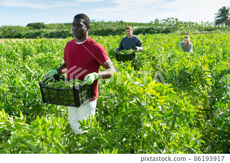 Woman helps men harvests green beans 86193917