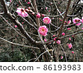 冬山紅梅 86193983
