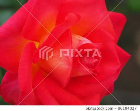大分縣日田市天瀨町五間市Rosehill Amagase Rose Glow 86194027