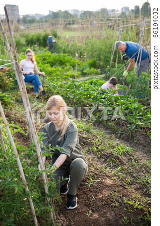 Woman gardener with bamboo stick working with seedlings tomatoes 86194032