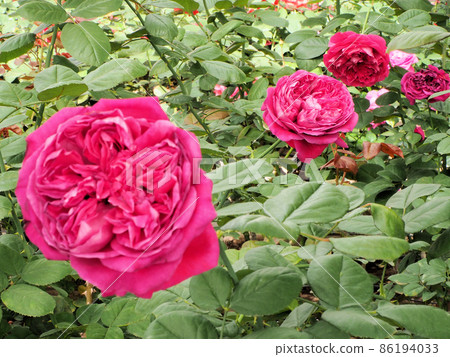 大分縣日田市Amagasemachi Itsuma City Rosehill Amagase Rose Rouge Royale 86194033